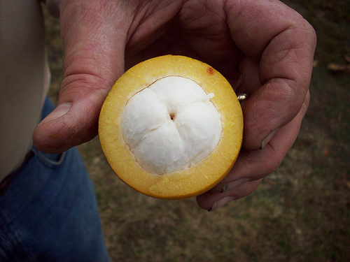 معرفی و راهنمای پرورش درختان میوه - چاریچولا